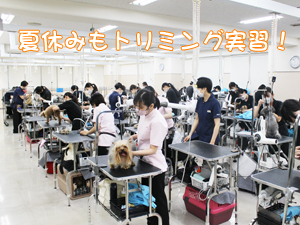 夏休みもトリミング実習♪